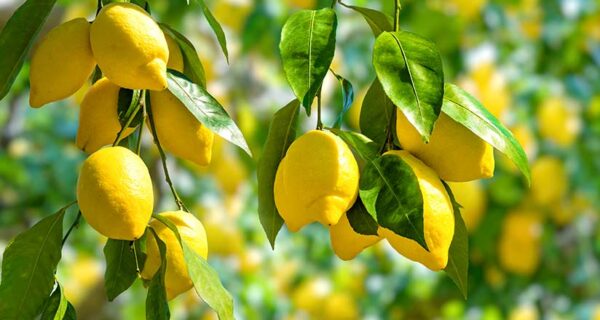 LEMON Flavour CBD Vape E-liquid - Image 5